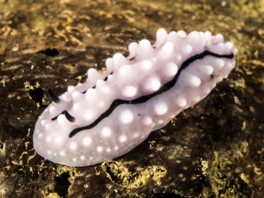Phyllidiella rudmani